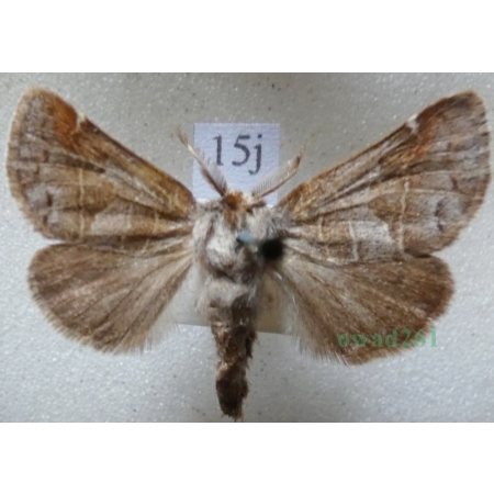 Clostera pigra (Hufnagel, 1766) male Wzjeżka spalica Slovakia15j